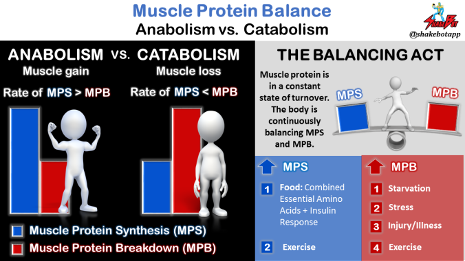 Muscle-Protein-Balance-Anabolism-vs-Catabolism